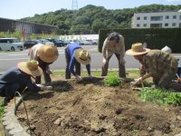 チューリップ球根掘り上げ作業！