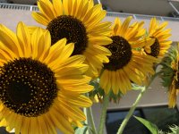 施設の玄関のひまわりも満開です🌻