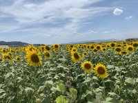 笠岡ベイファーム🌻