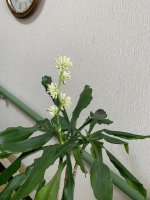 ドラセナの木に花が咲きました🌸ドラセナは「幸福の木」と呼ばれていて花が咲くのは非常に珍しいそうです。利用者さんと一緒に鑑賞し楽しいひと時を過ごしました✨皆さまにもたくさんいいことがありますように(^^)
