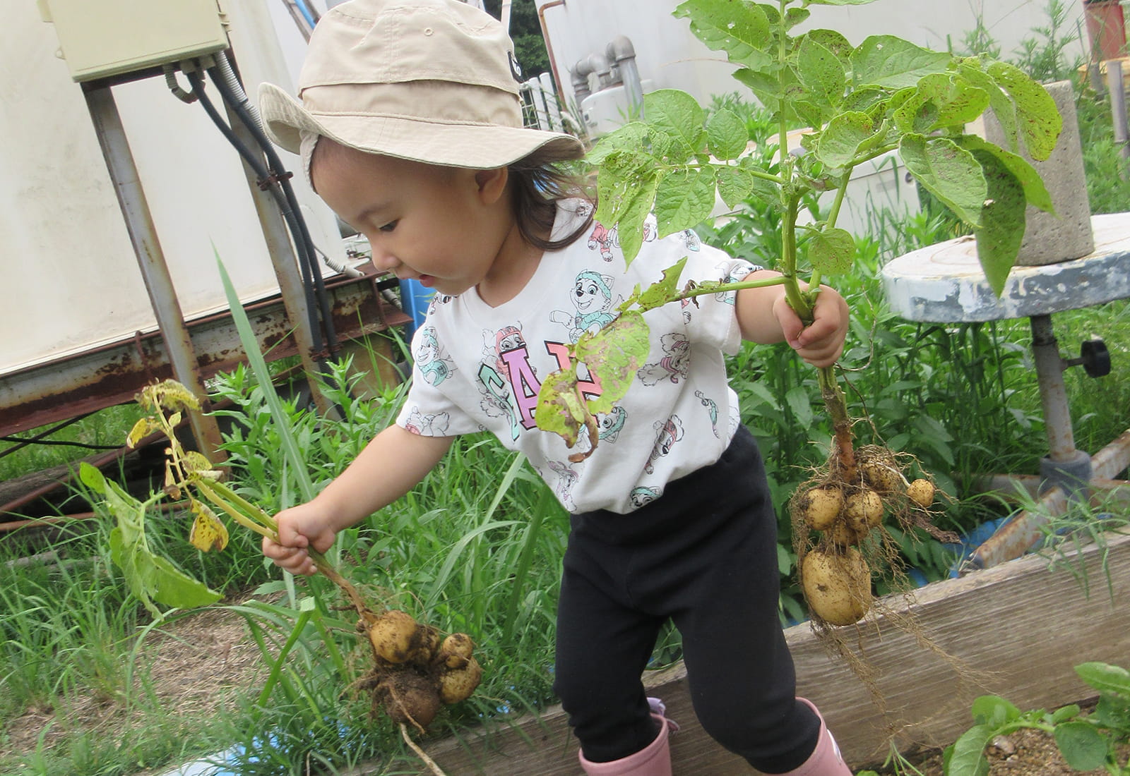 野菜の収穫