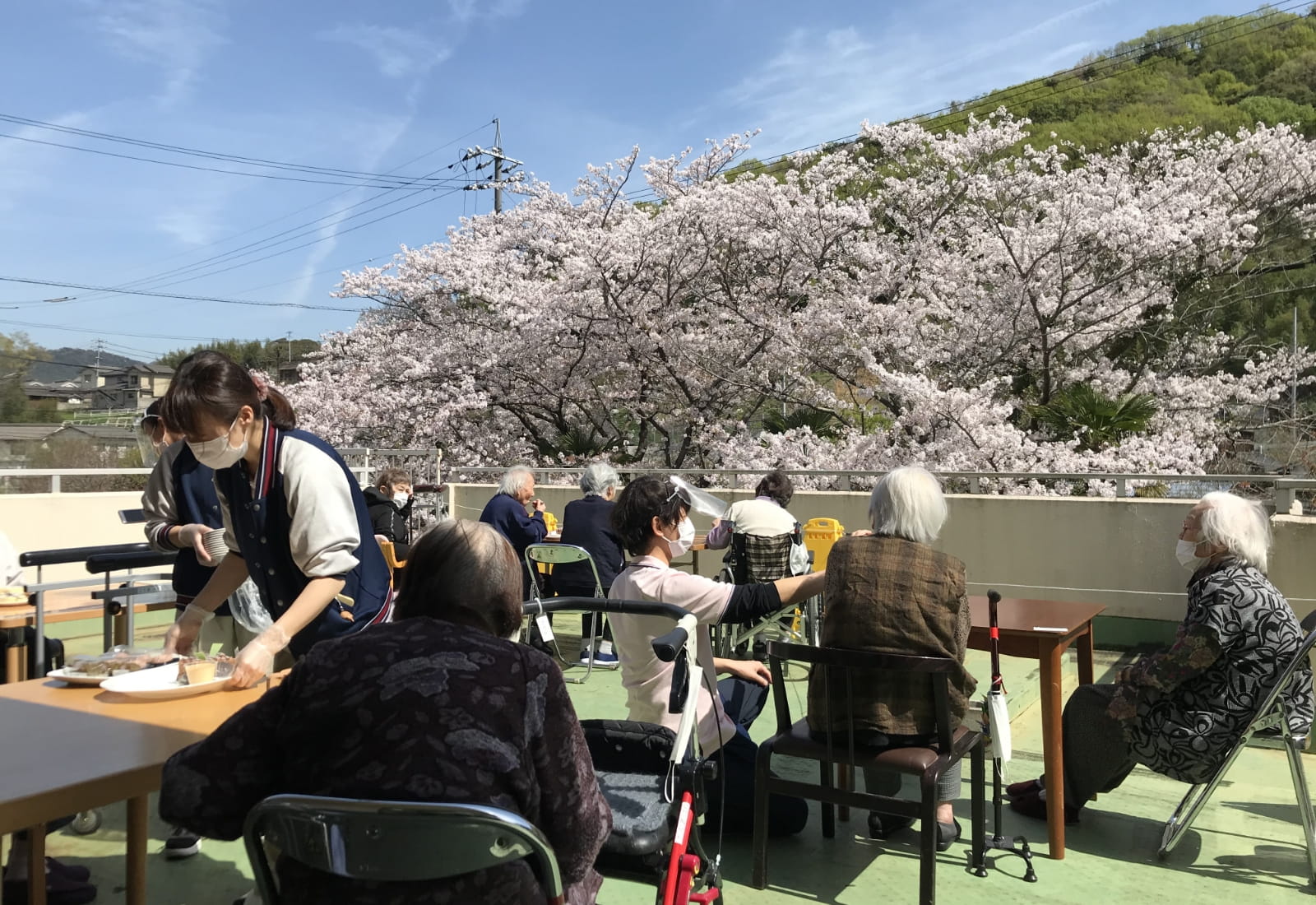 お花見